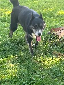 jeune mâle husky x 1 ans - Photo 3