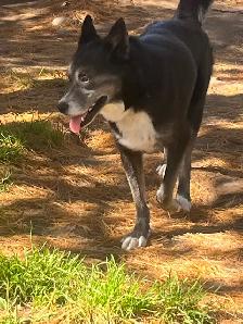 jeune mâle husky x 1 ans - Photo 4