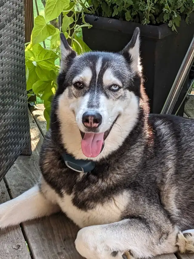 4 year old siberian husky