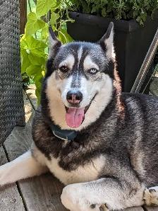4 year old siberian husky