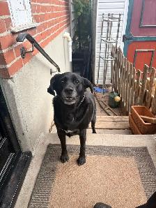 Loving home for Diesel
