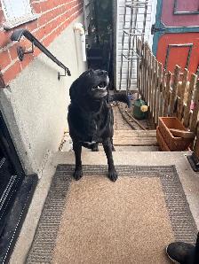 Loving home for Diesel - Photo 2