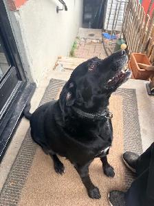Loving home for Diesel - Photo 3