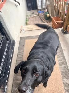 Loving home for Diesel - Photo 4