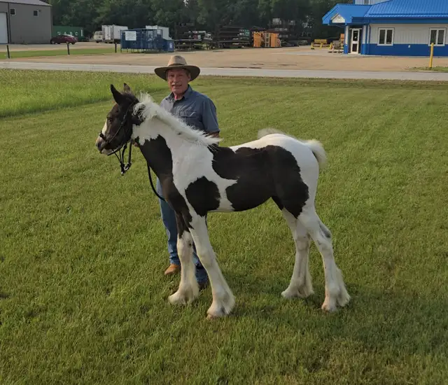 Registered Gypsy Vanner Filly Quiet Temperament.