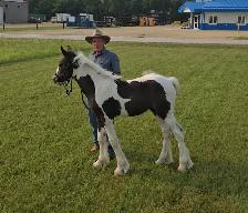 Registered Gypsy Vanner Filly Quiet Temperament.