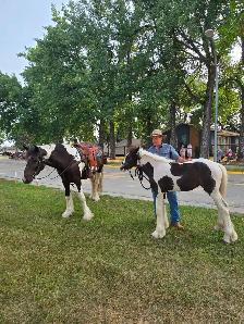 Registered Gypsy Vanner Filly Quiet Temperament. - Photo 3