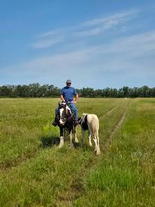 Registered Gypsy Vanner Filly Quiet Temperament. - Photo 5