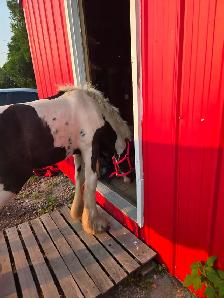 Registered Gypsy Vanner Filly Quiet Temperament. - Photo 6