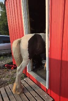 Registered Gypsy Vanner Filly Quiet Temperament. - Photo 7