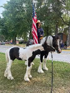 Registered Gypsy Vanner Filly Quiet Temperament. - Photo 9