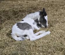 Registered Gypsy Vanner Filly Quiet Temperament. - Photo 10