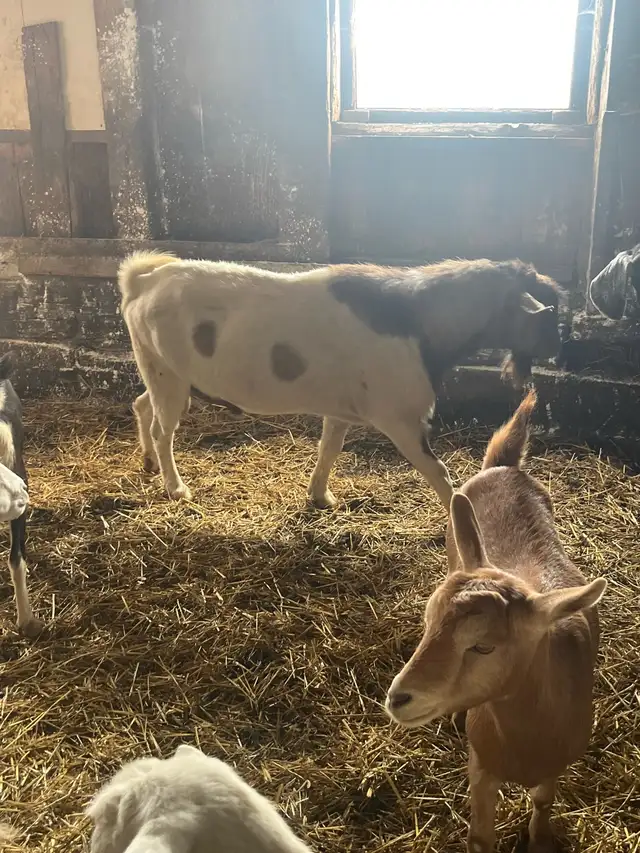 billy goat