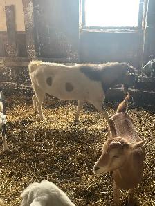 billy goat