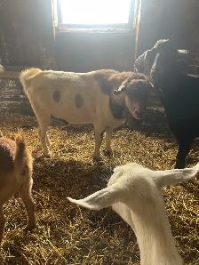 billy goat - Photo 2
