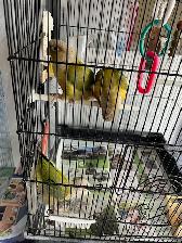 3 Young Cinerama Cheek concurs rehoming - Photo 3