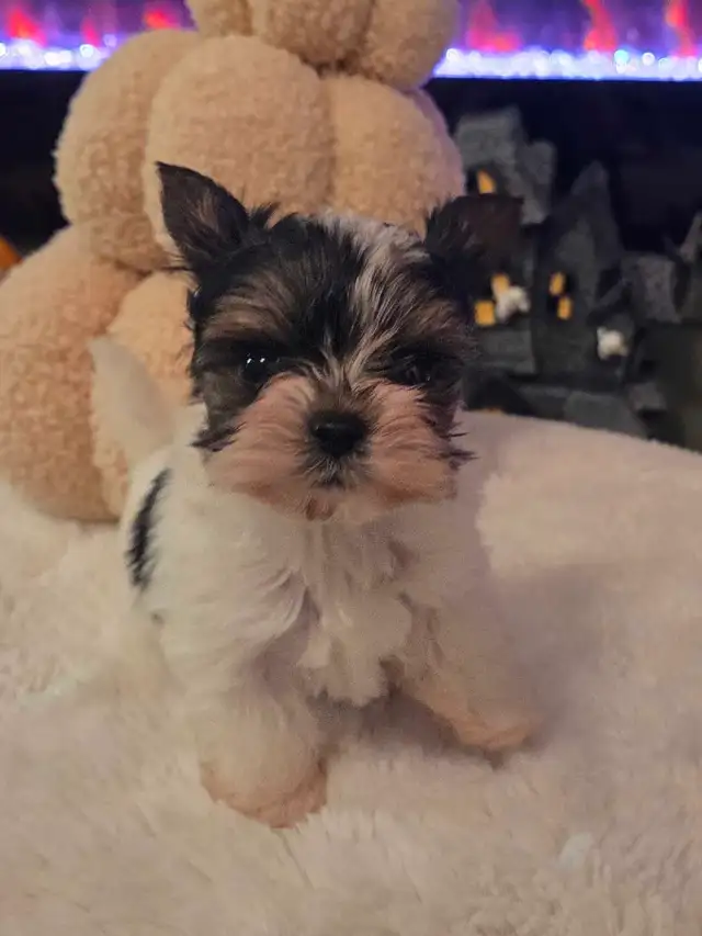 Adorable Biewer Yorkshire Terriers