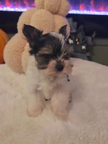 Adorable Biewer Yorkshire Terriers - Photo 2