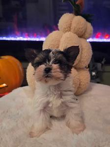 Adorable Biewer Yorkshire Terriers - Photo 3