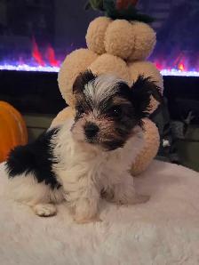 Adorable Biewer Yorkshire Terriers - Photo 4