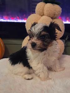 Adorable Biewer Yorkshire Terriers - Photo 5