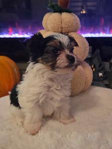 Adorable Biewer Yorkshire Terriers - Photo 6