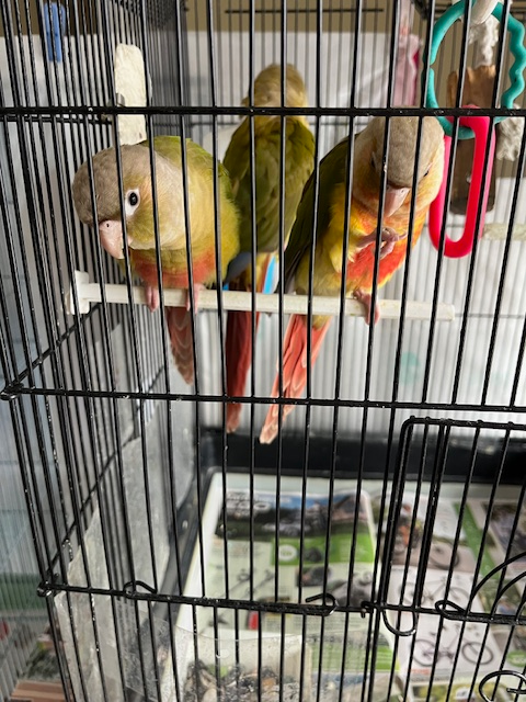 3 Young Cinerama Concurs Rehoming
