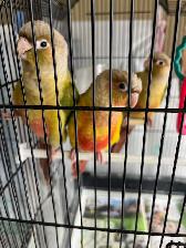 3 Young Cinerama Concurs Rehoming - Photo 2
