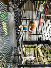 3 Young Cinerama Concurs Rehoming - Photo 4