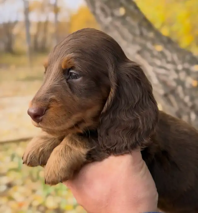 CKC Miniature longhaired dachshunds