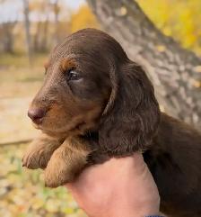 CKC Miniature longhaired dachshunds
