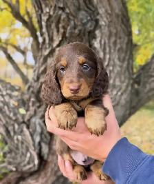 CKC Miniature longhaired dachshunds - Photo 2