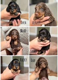 CKC Miniature longhaired dachshunds - Photo 3