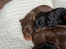 CKC Miniature longhaired dachshunds - Photo 4
