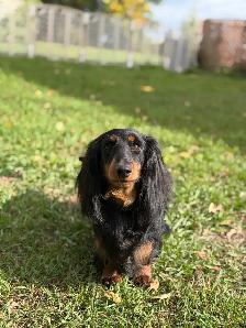 CKC Miniature longhaired dachshunds - Photo 5