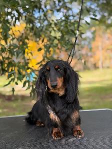 CKC Miniature longhaired dachshunds - Photo 6
