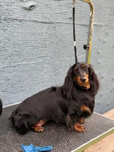 CKC Miniature longhaired dachshunds - Photo 7