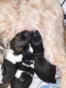magnifiqueschiots shih-poo - Photo 3