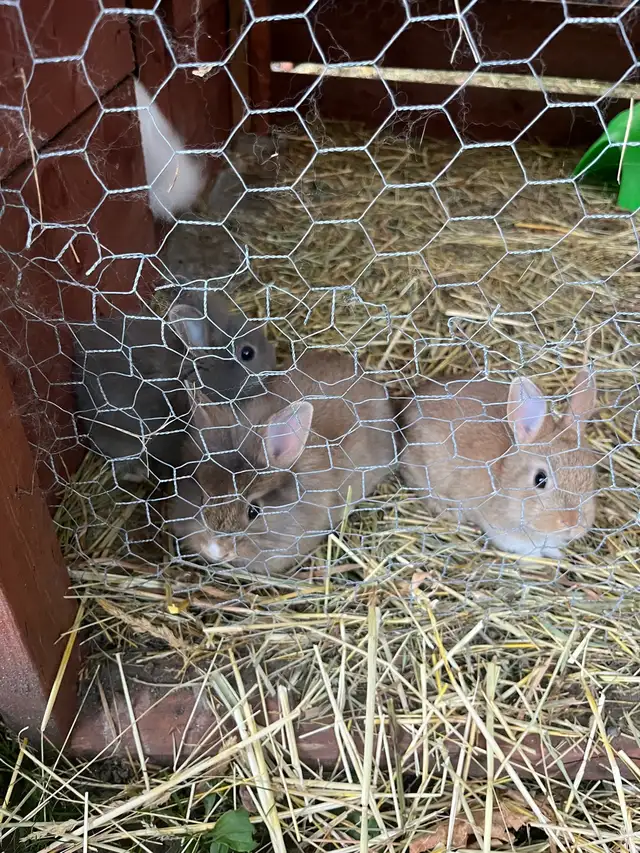 bébé lapin tete de lion