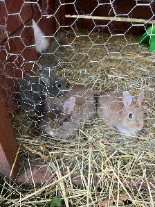 bébé lapin tete de lion