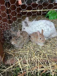 bébé lapin tete de lion - Photo 2