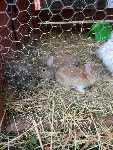 bébé lapin tete de lion - Photo 3