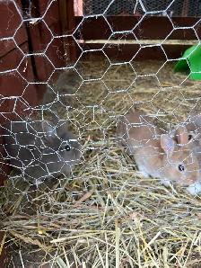 bébé lapin tete de lion - Photo 4