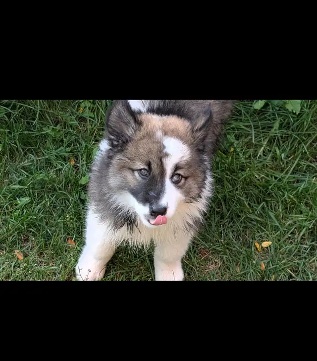 9 week old husky samoyed Aussie mx male puppy