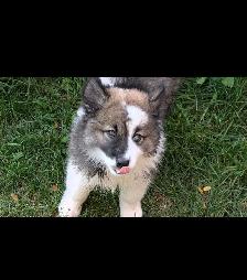 9 week old husky samoyed Aussie mx male puppy