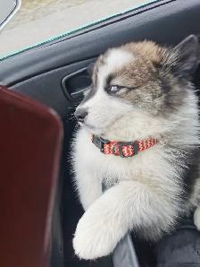 9 week old husky samoyed Aussie mx male puppy - Photo 2