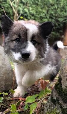 9 week old husky samoyed Aussie mx male puppy - Photo 3