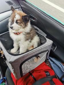 9 week old husky samoyed Aussie mx male puppy - Photo 4