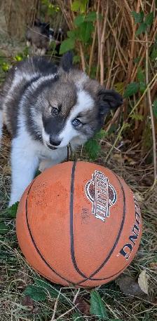 9 week old husky samoyed Aussie mx male puppy - Photo 5