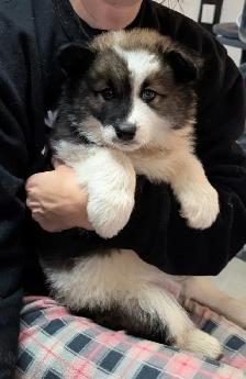 9 week old husky samoyed Aussie mx male puppy - Photo 6